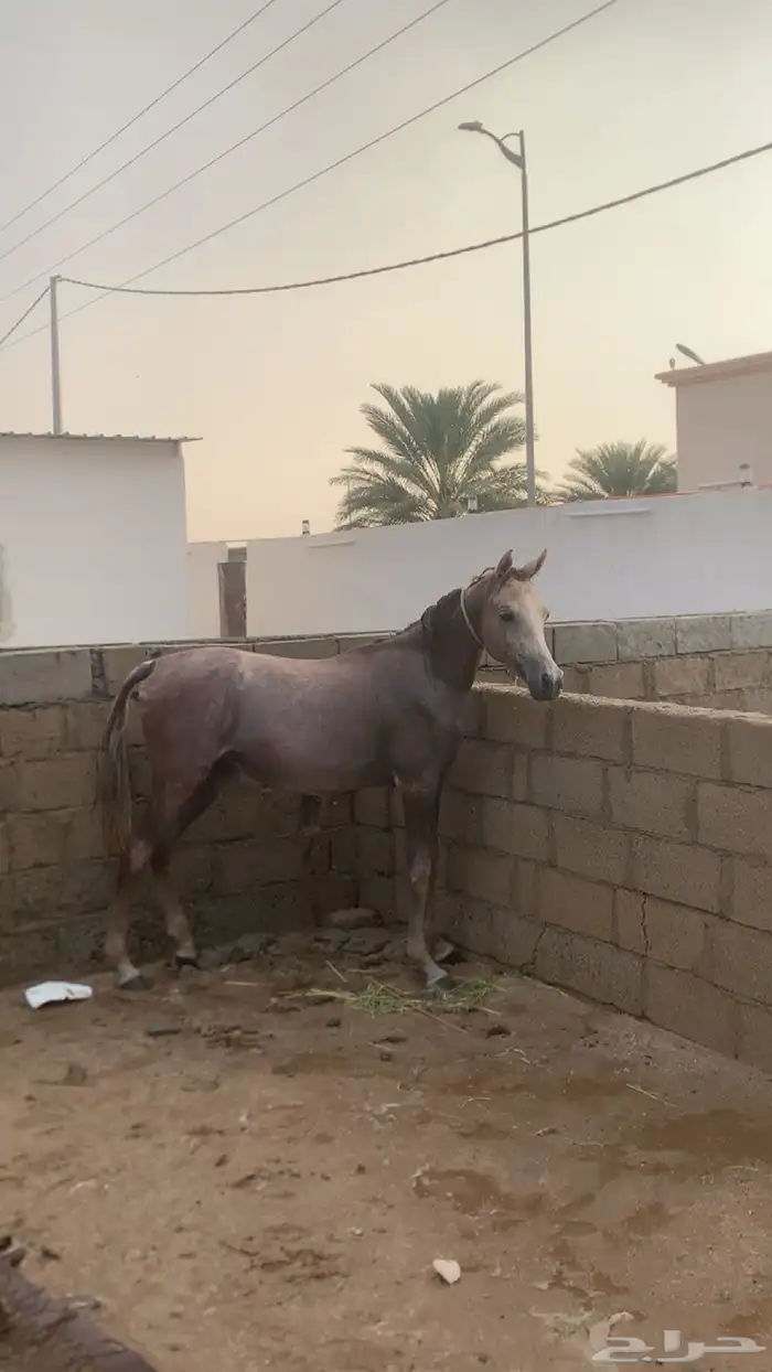 مهر لايتواصل الا الصامل 0