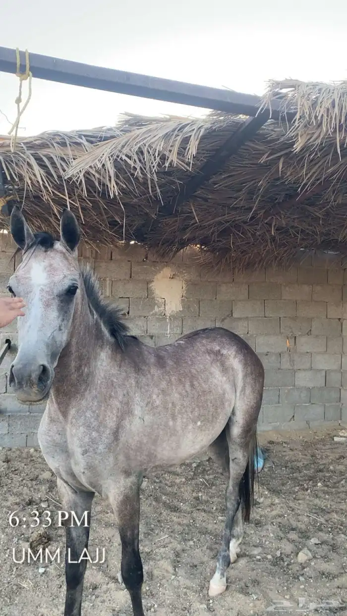 مهره شعبيه 1