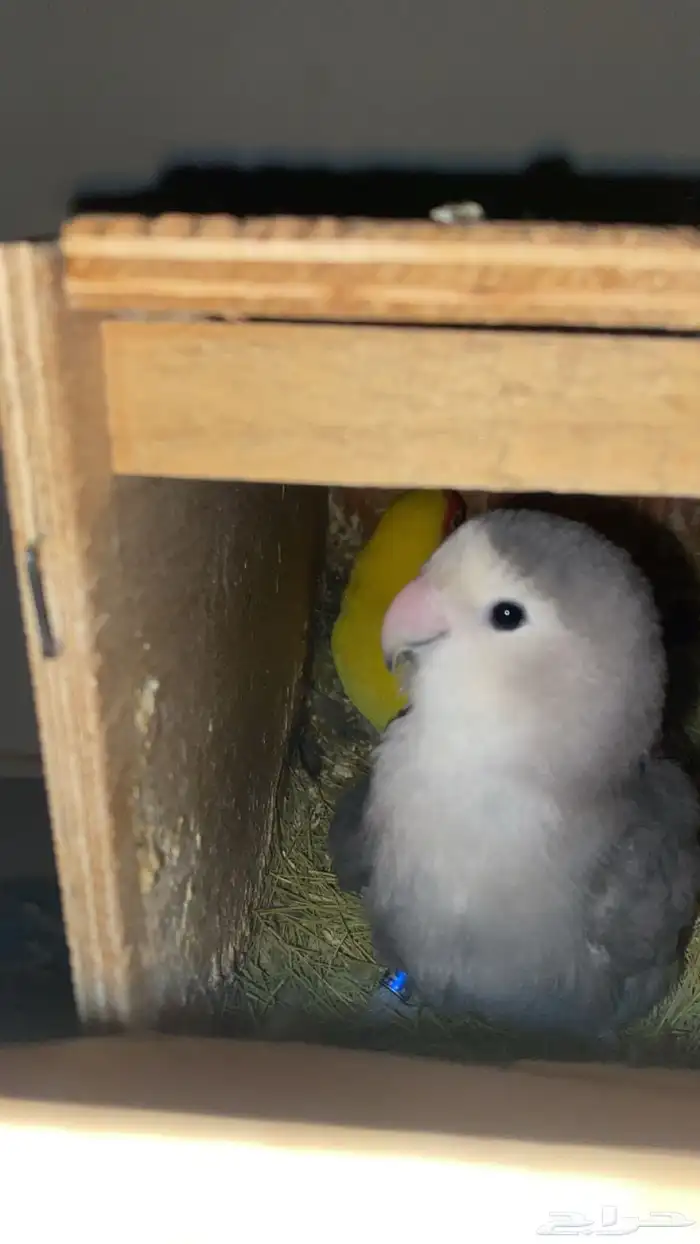جوز روز منتج 4