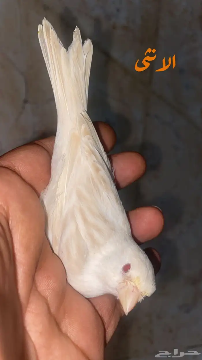 للبيع جوز كناري ستنايت عيون حمر جاهز 0