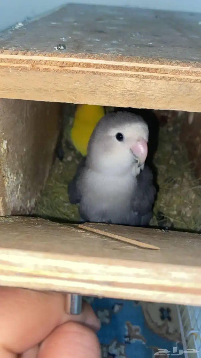 جوز روز منتج 5