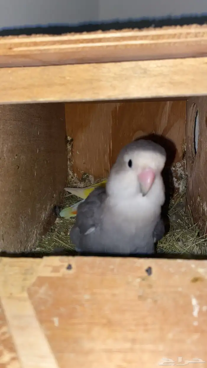 جوز روز منتج 2