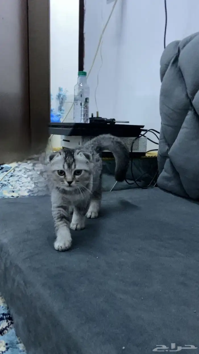 قطو سكوتش 0