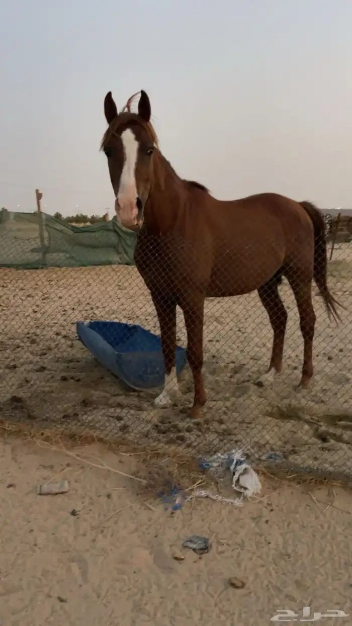 حصان شعبي 0