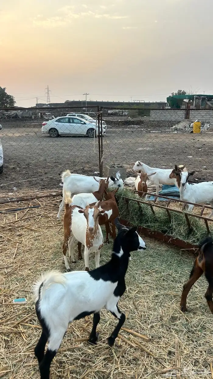 بهم 7