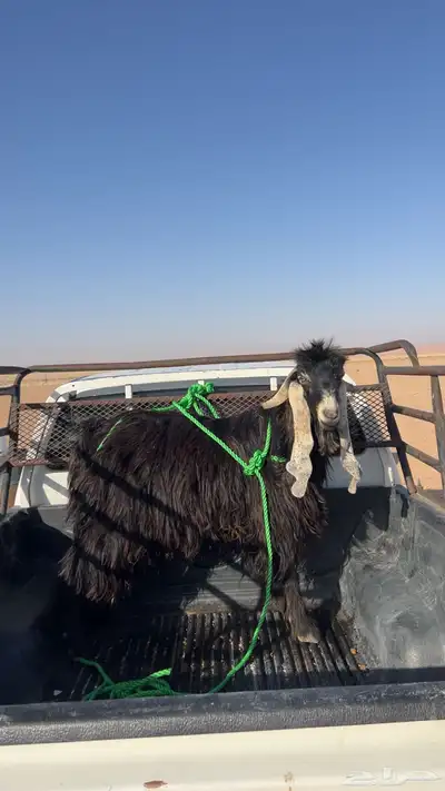 تيس ثني 0