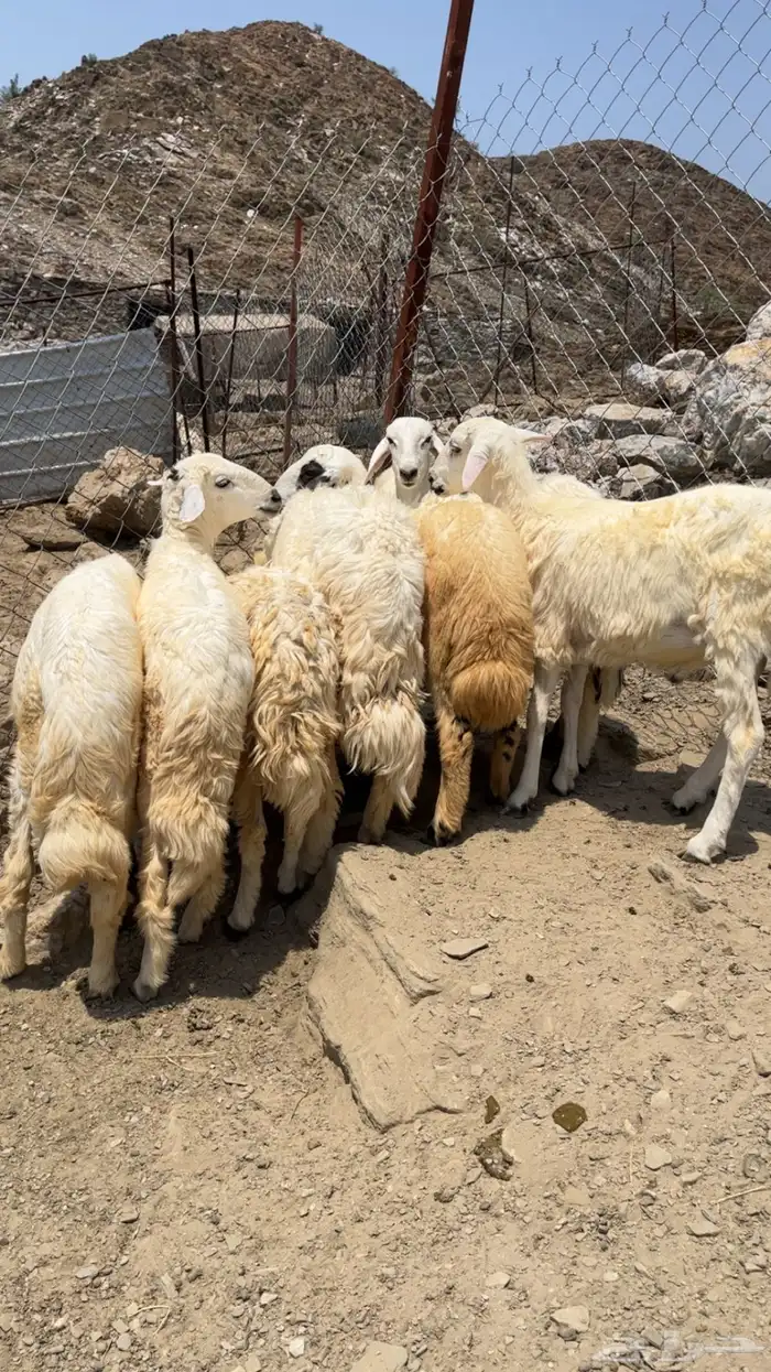 طليان ذبايح فل شحم ماشالله 3