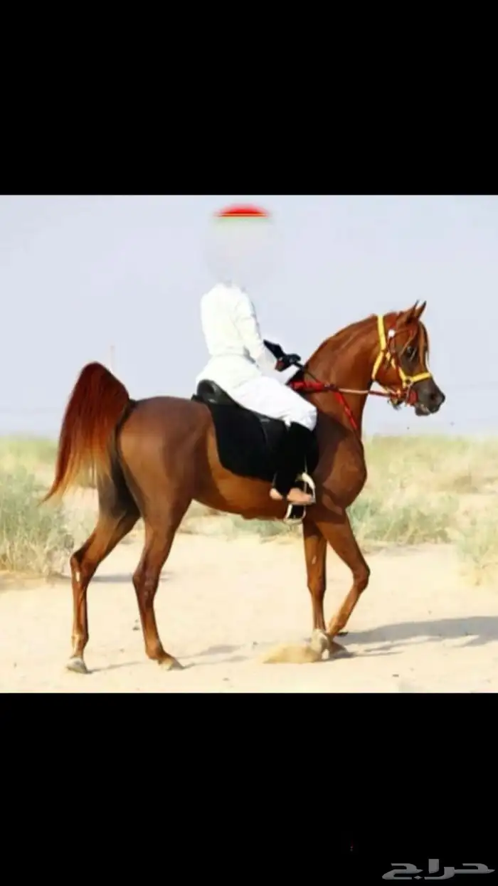 فحل مربط واهو 7