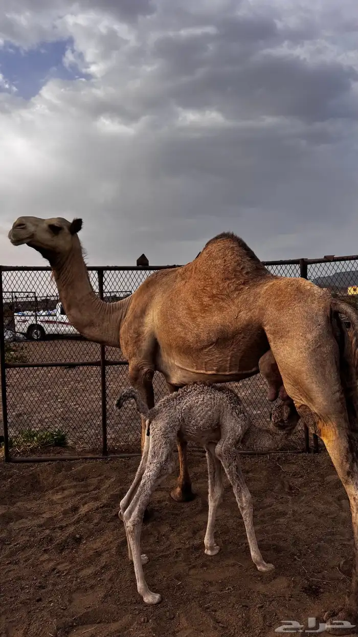 ناقه خلفه 0