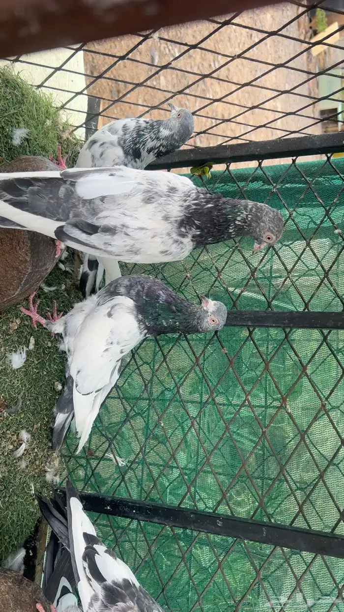 حمام باكستاني للبيع 6