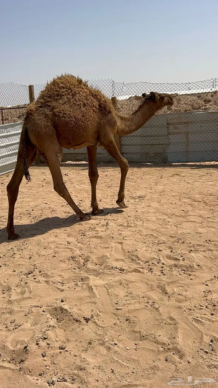 حاشي مفرود طيب قعود 0