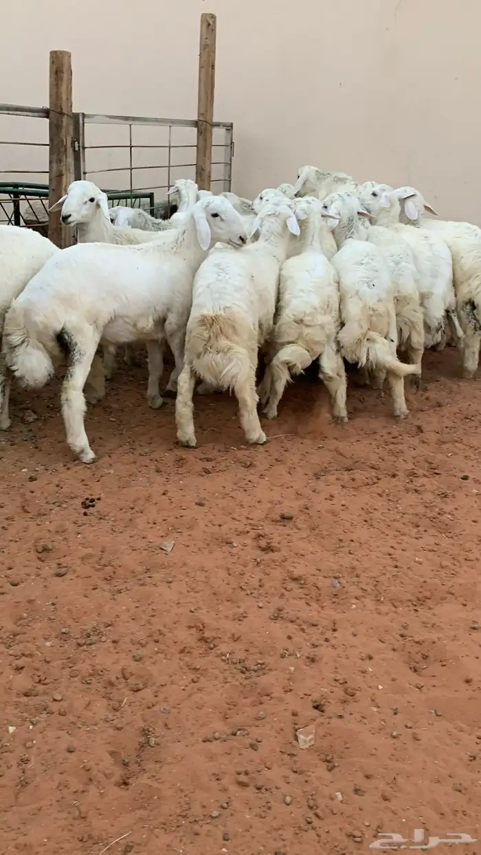21 خروف حري صافي العمر فوق 6 اشهر 9