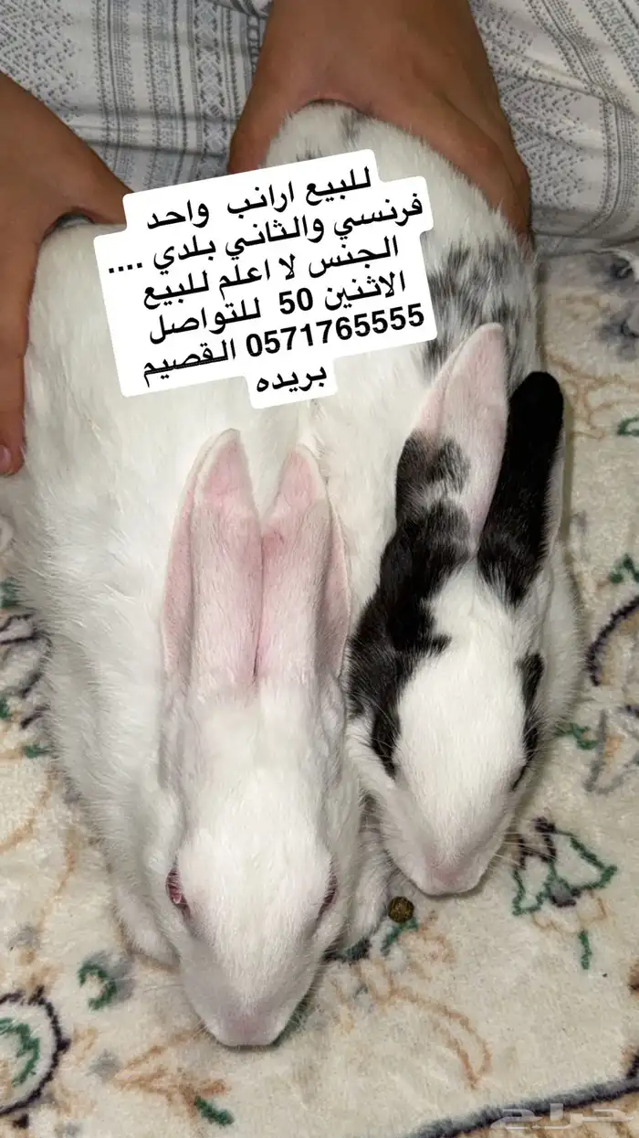 ارانب للبيع 0
