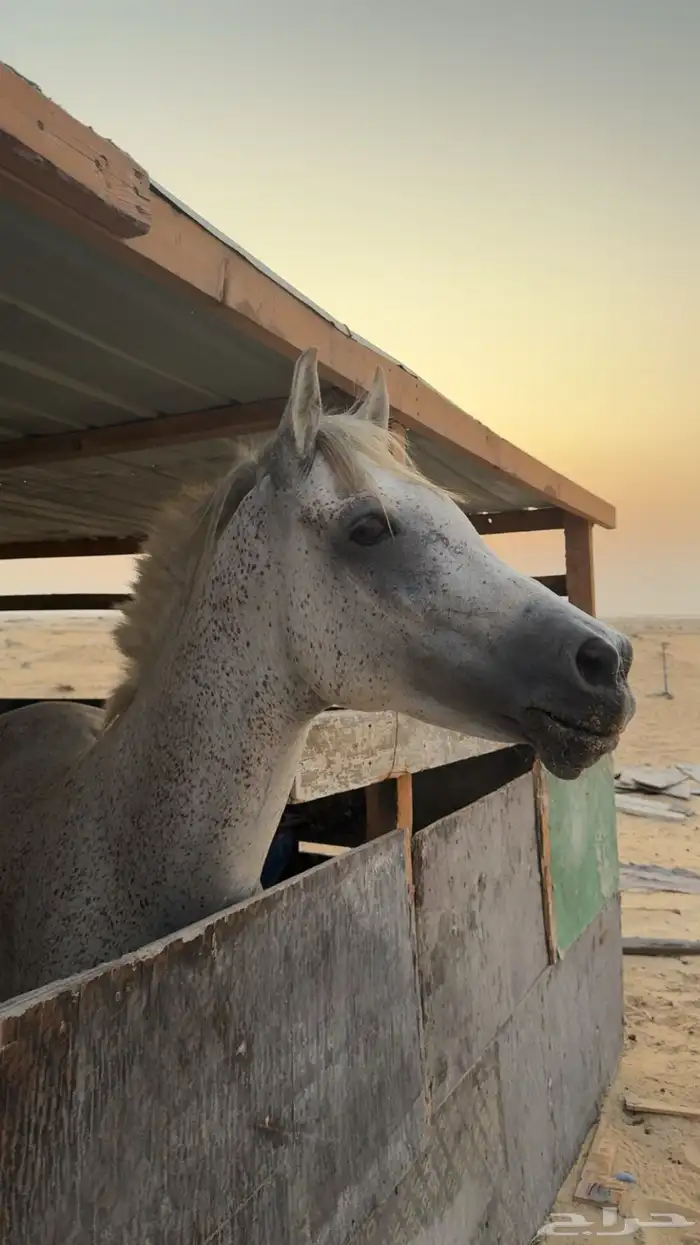 حصان شعبي شيخ فاااخر 3