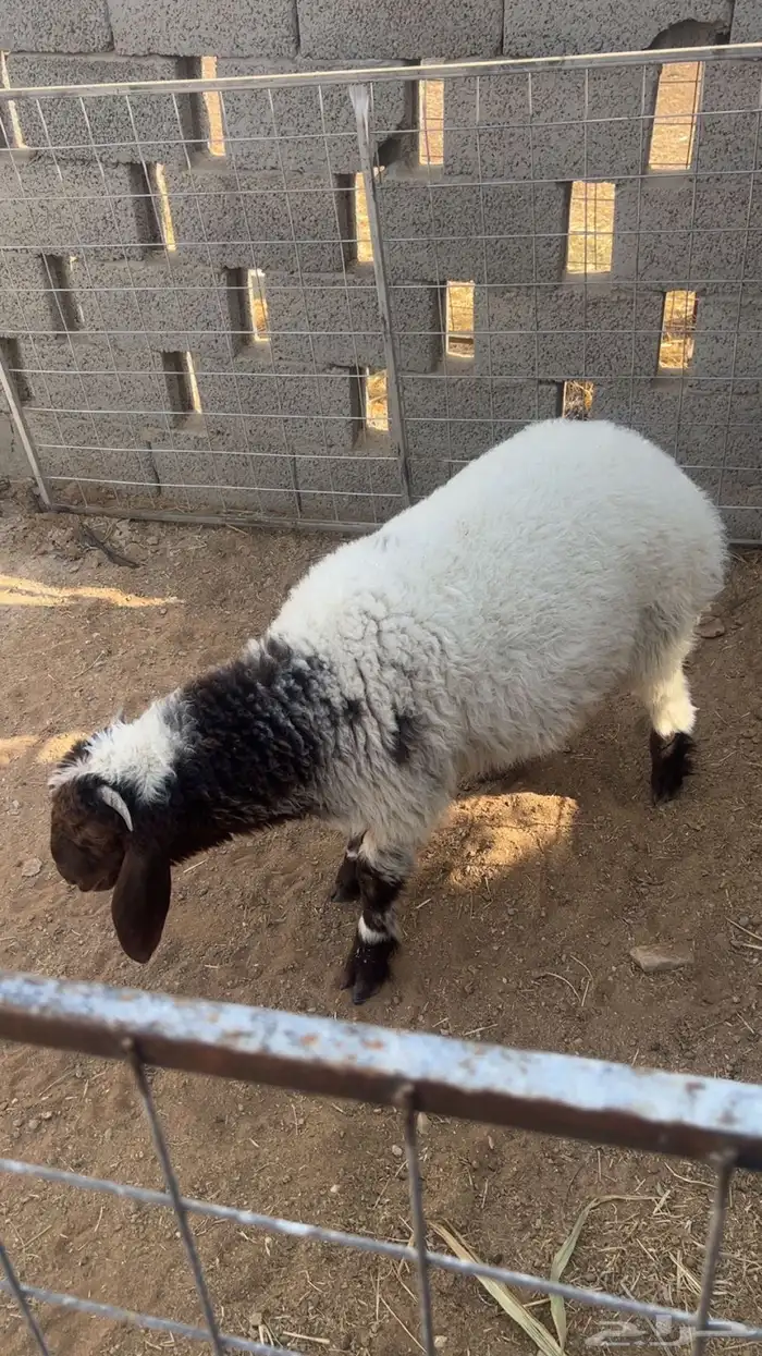 ذبايح نعيم 2