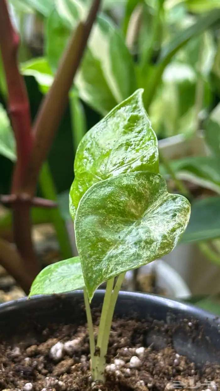 الوكاسيا macrorrhizos Camouflage نباتات داخلي 3