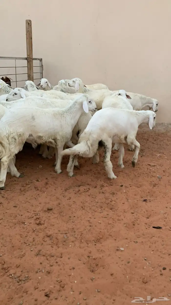 21 خروف حري صافي العمر فوق 6 اشهر 10