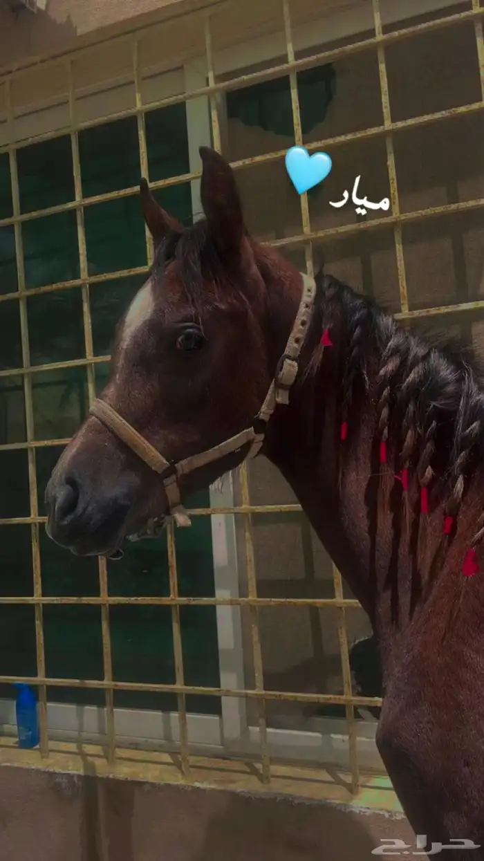 مهره شعبيه 0