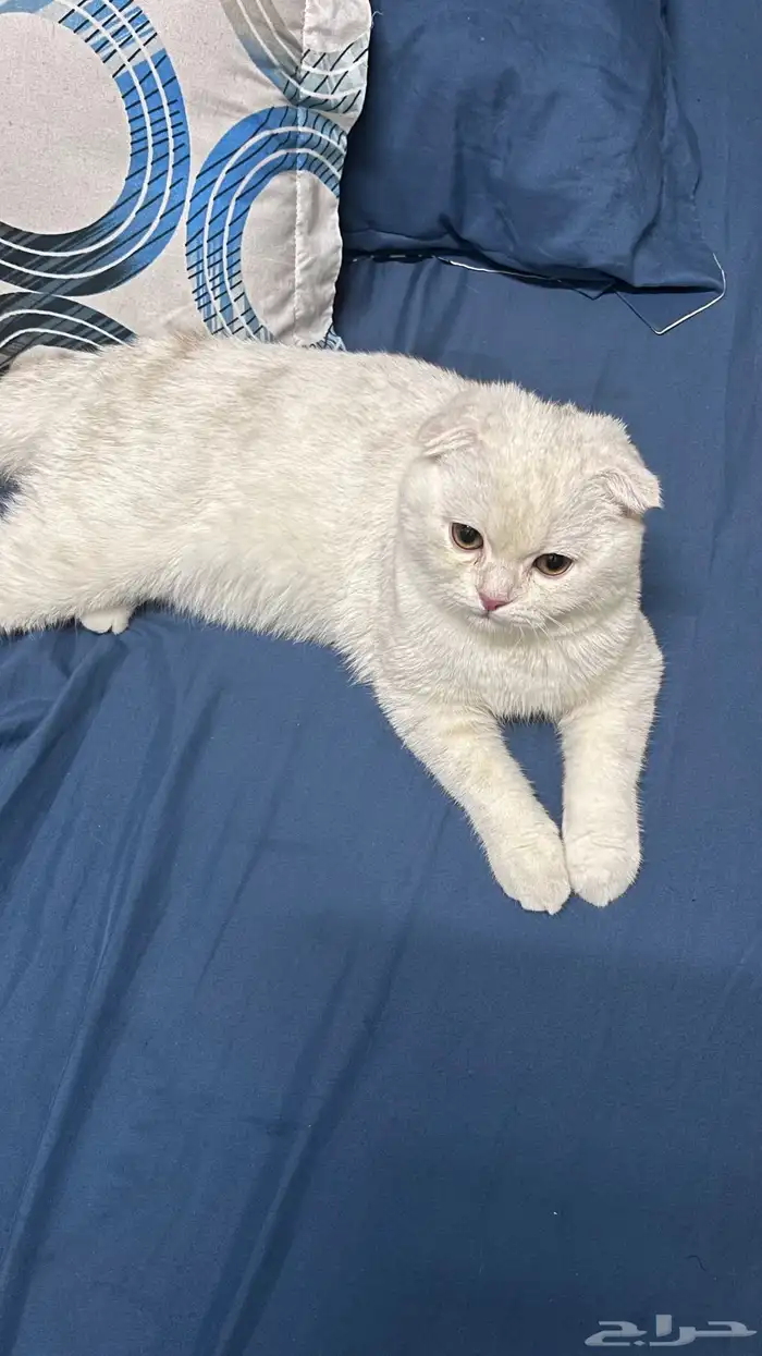قط سكوتش الدمام 0
