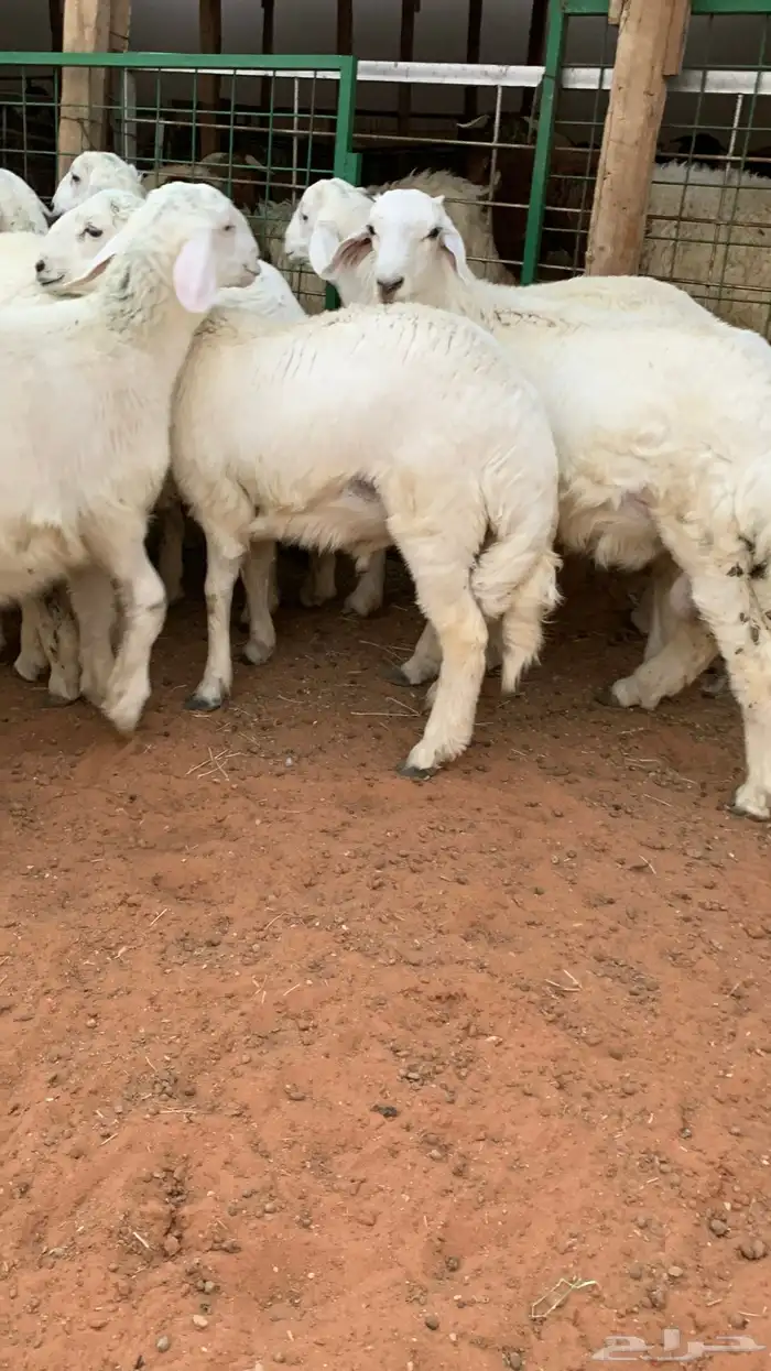 21 خروف حري صافي العمر فوق 6 اشهر 4