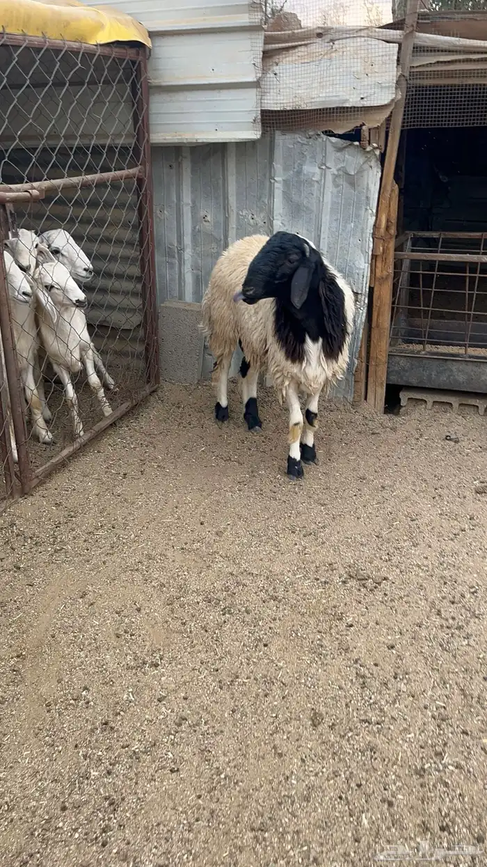 خروف نعيمي 7