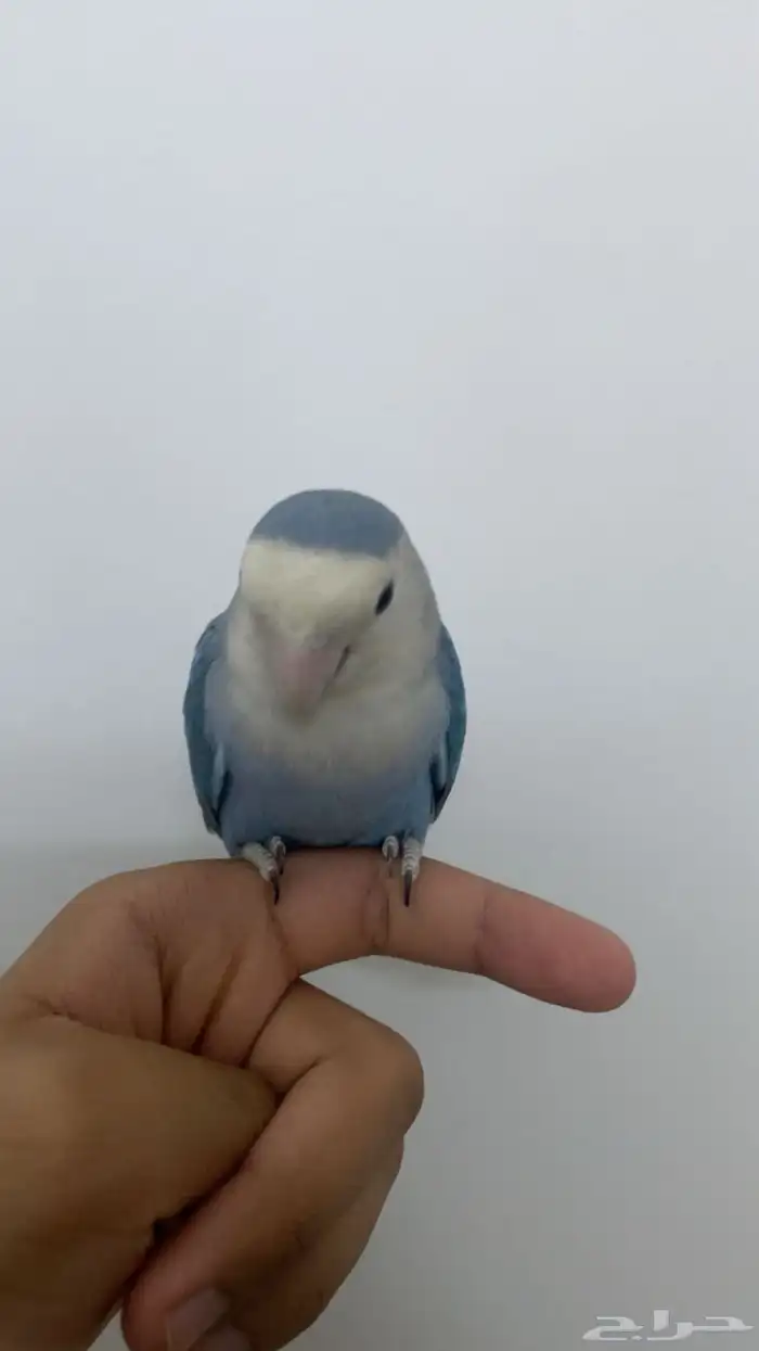 جوز روز للبيع 5