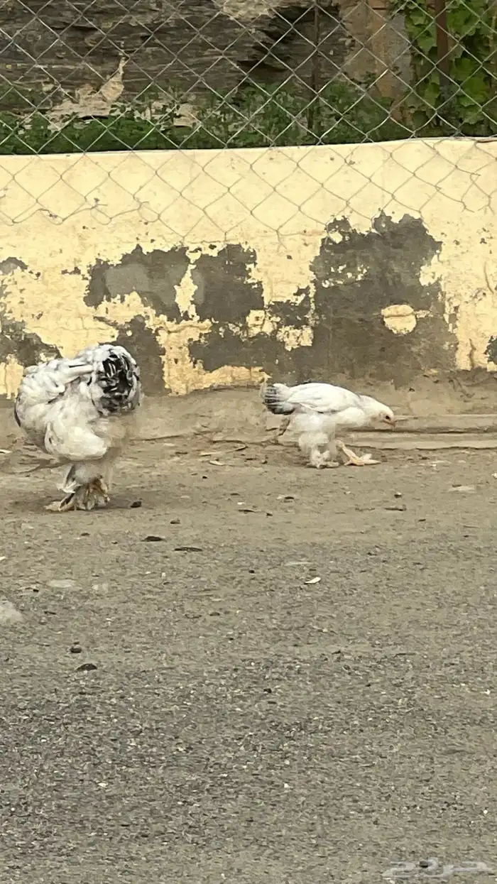 دجاجة براهما كولومبي معها صوص واحد 2