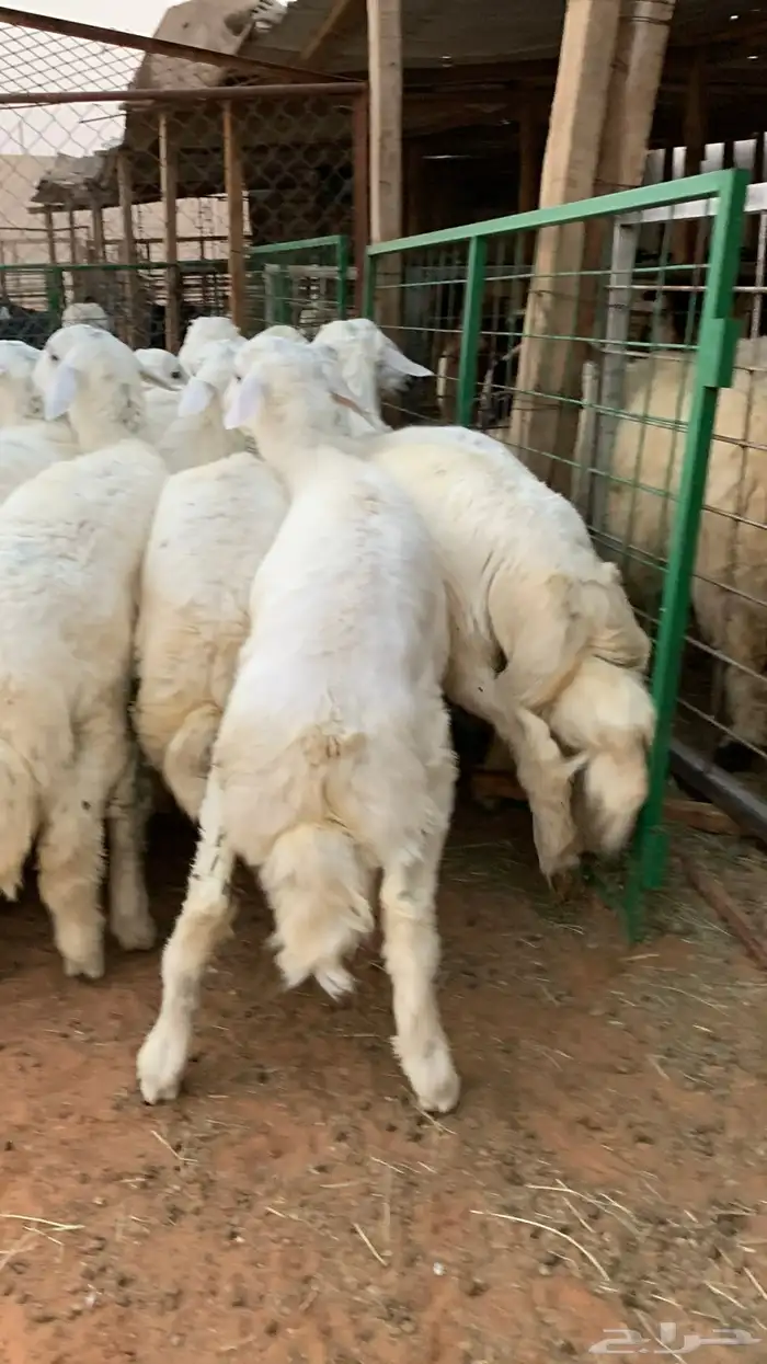 21 خروف حري صافي العمر فوق 6 اشهر 7