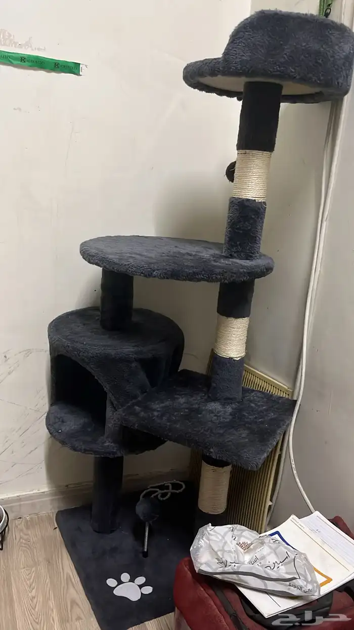 قط سكوتش الدمام 6
