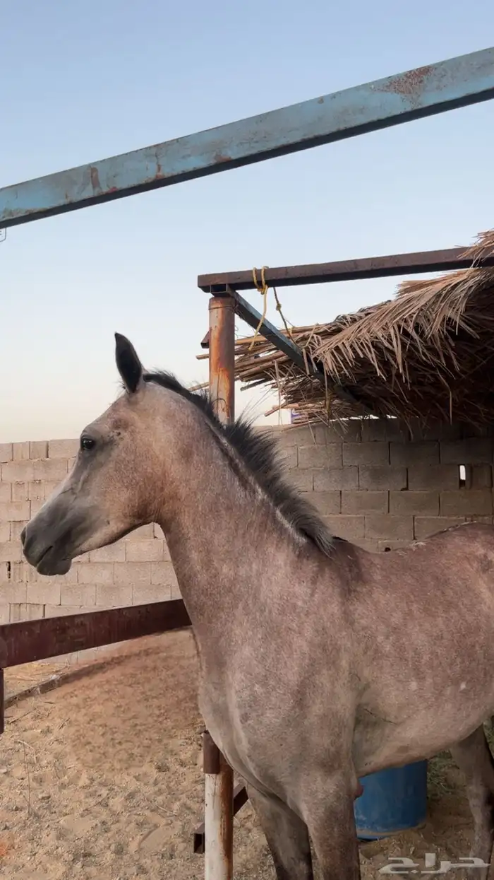 مهره شعبيه 0