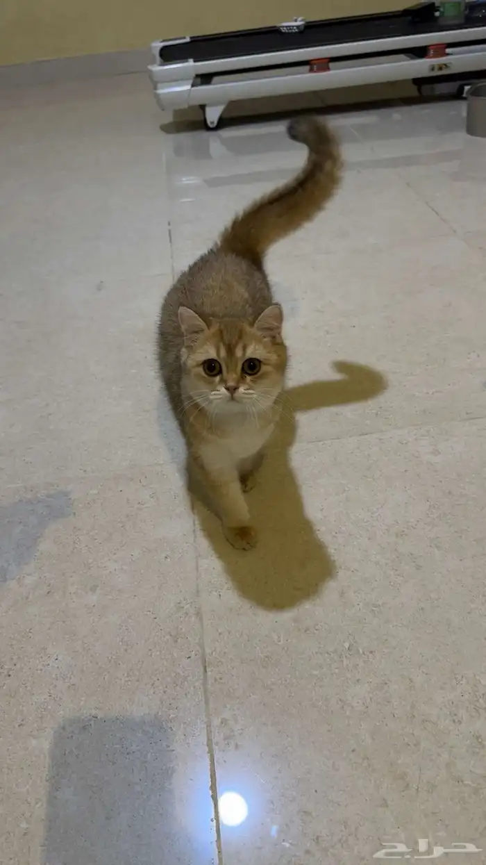 للبيع 3 قطط سكوتش ستريت 2