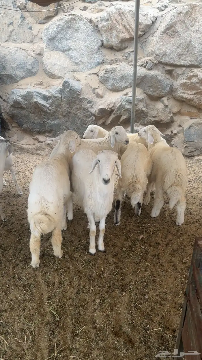 طليان ذبايح وضيوف من حلال الطايف 0