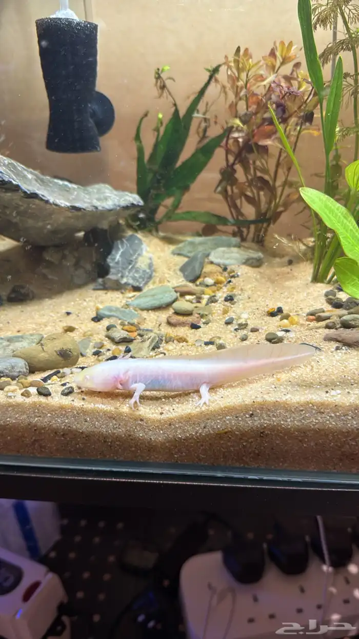 سمندل البينو   Albino Axolotl 1