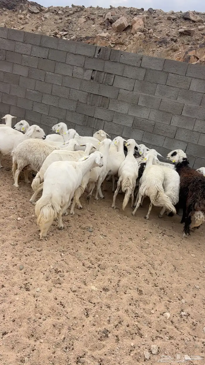 20 من الضأن دفيع 4