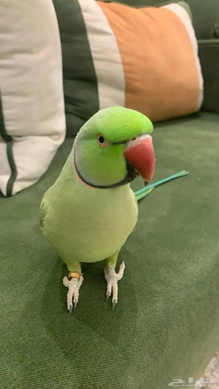 ببغاء دره هندي متكلم واليف مع القفص 0