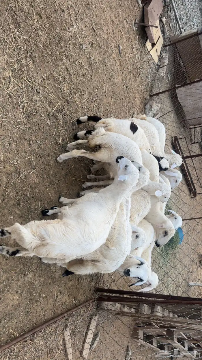 بهم تربيه نظيفه 1