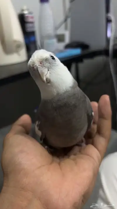 طير 0