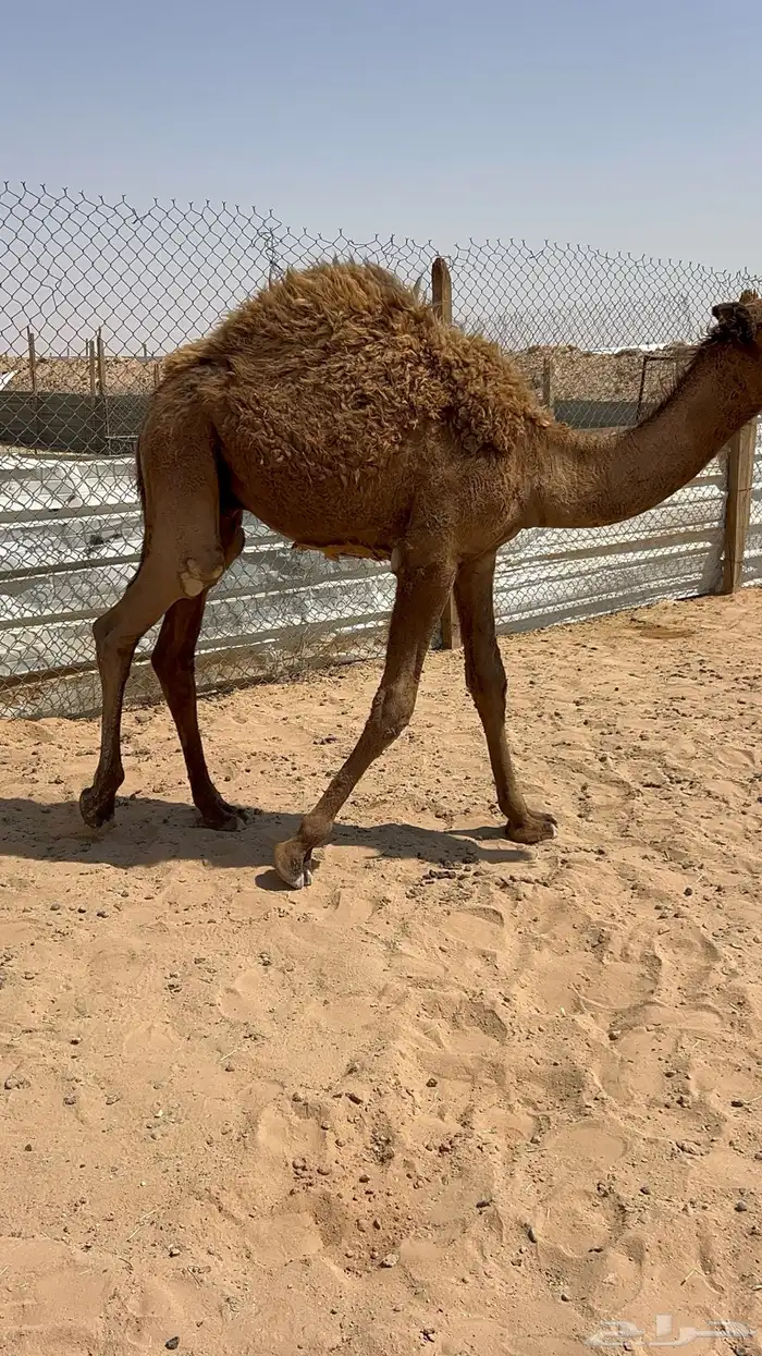 حاشي مفرود طيب قعود 4
