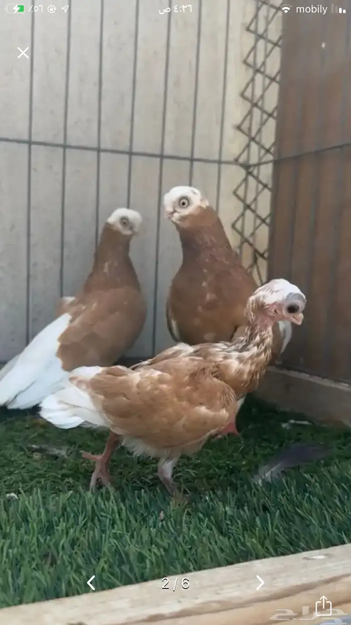 زوج شرت فيس 0