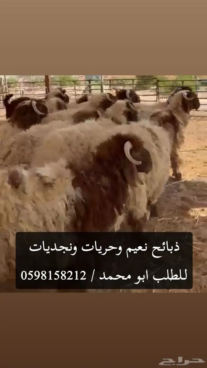 ذبائح نعيم وحريات ونجديات بالدمام حياكم الله 0