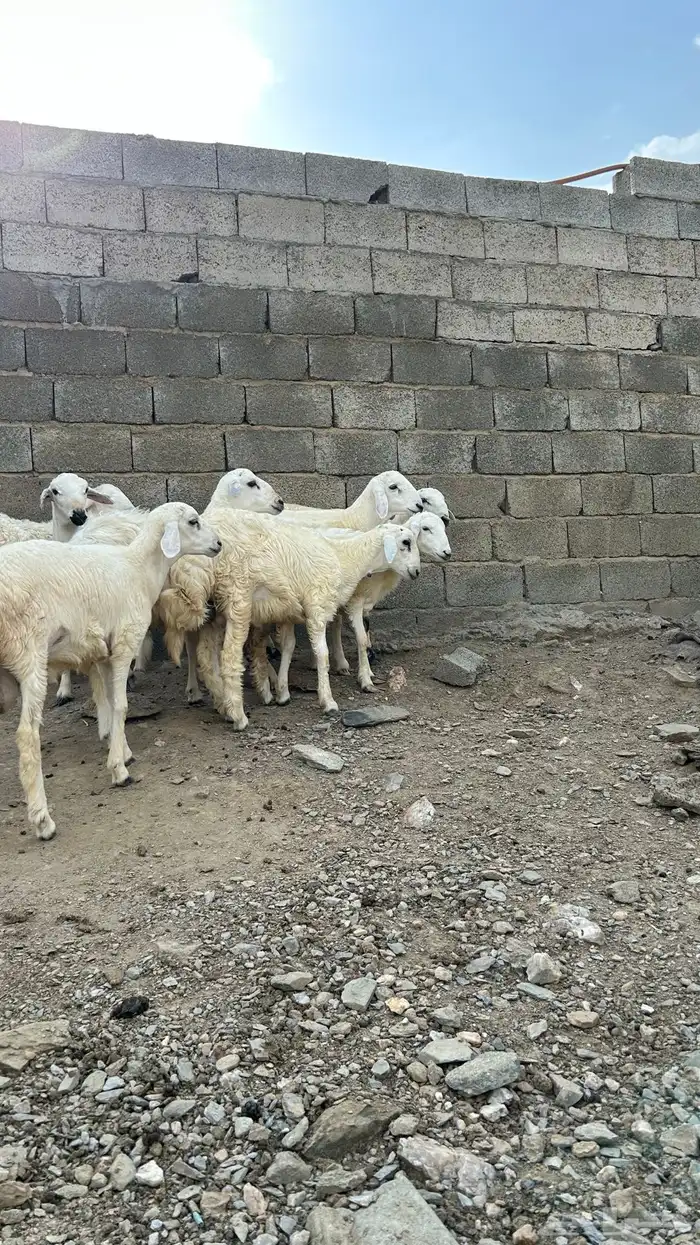 جذعان العدد 7. 3
