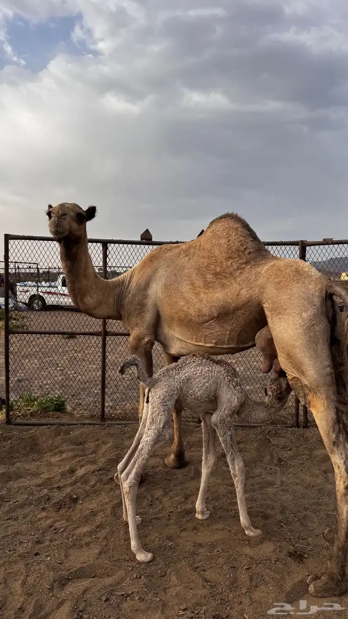 ناقه خلفه 1