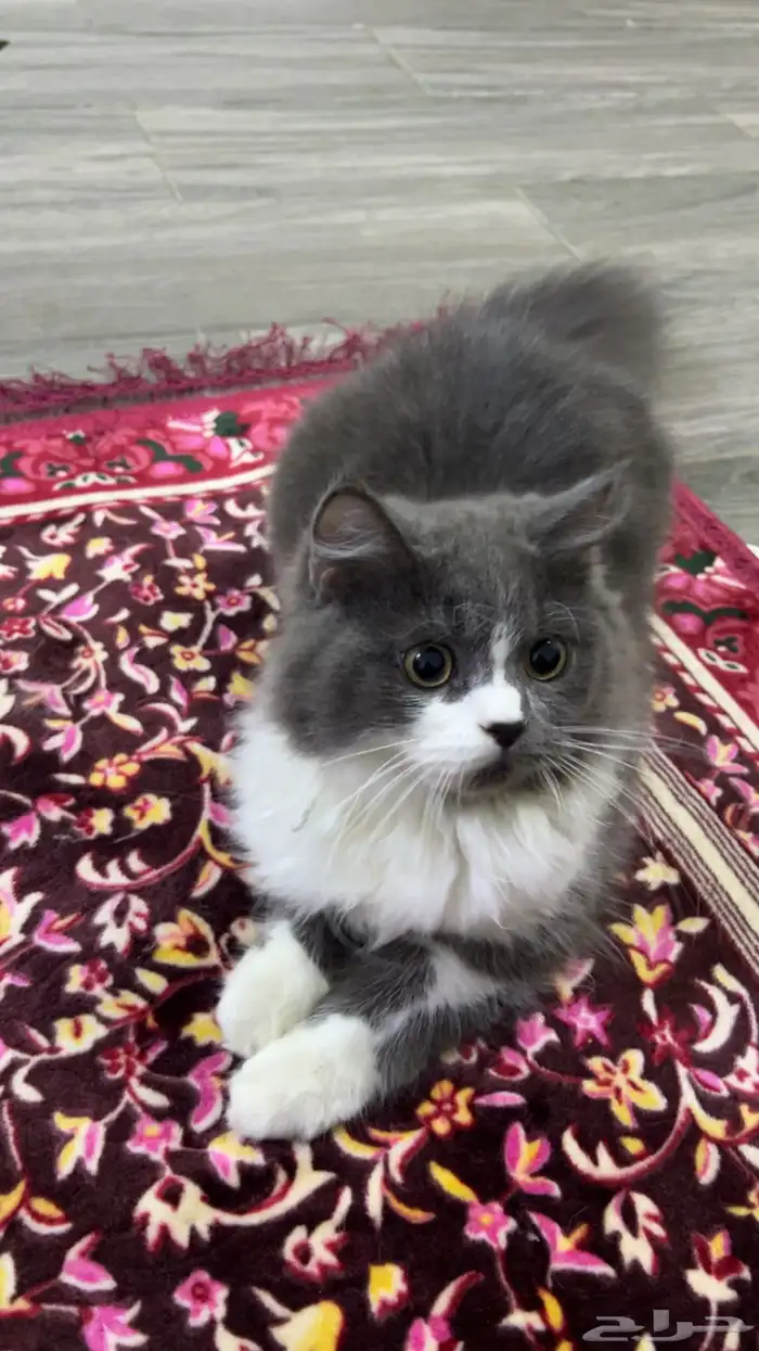 قطط للبيع 1