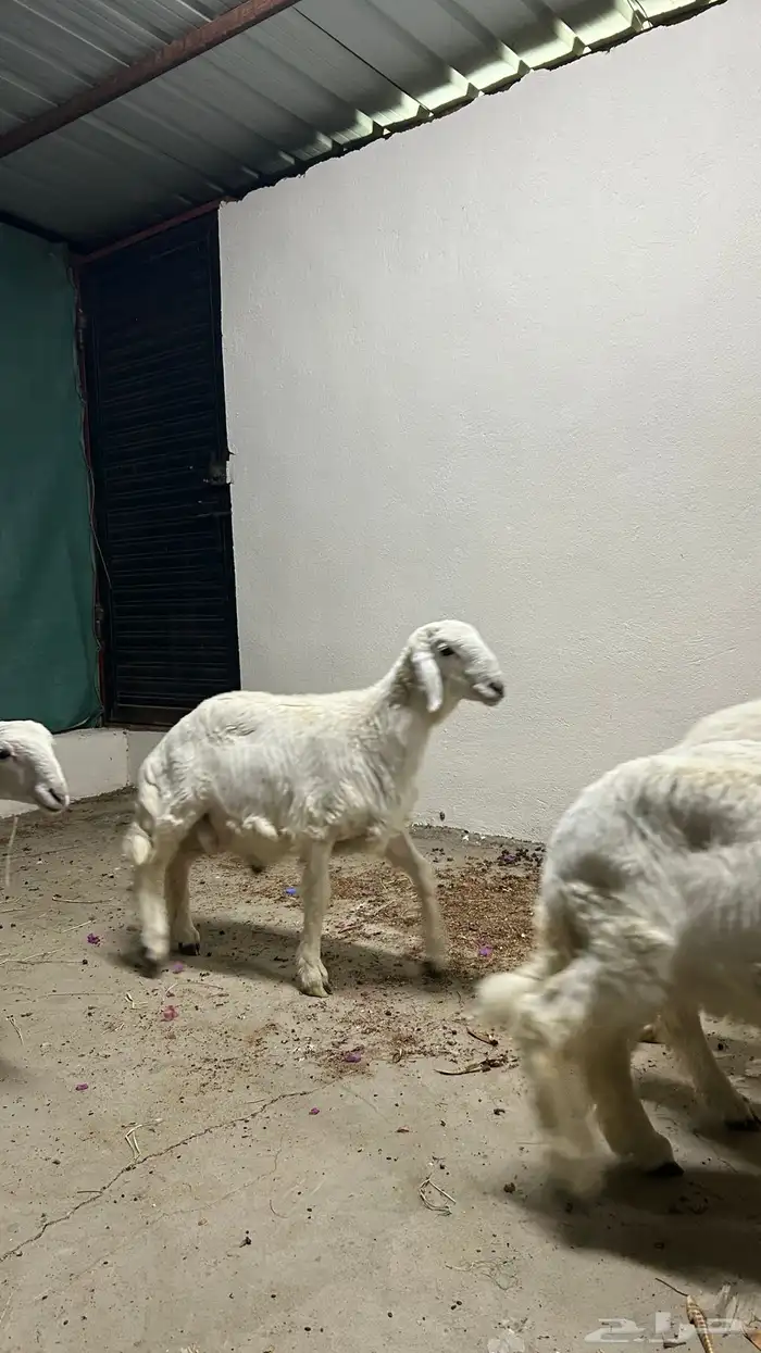 بهم حري للبيع 3