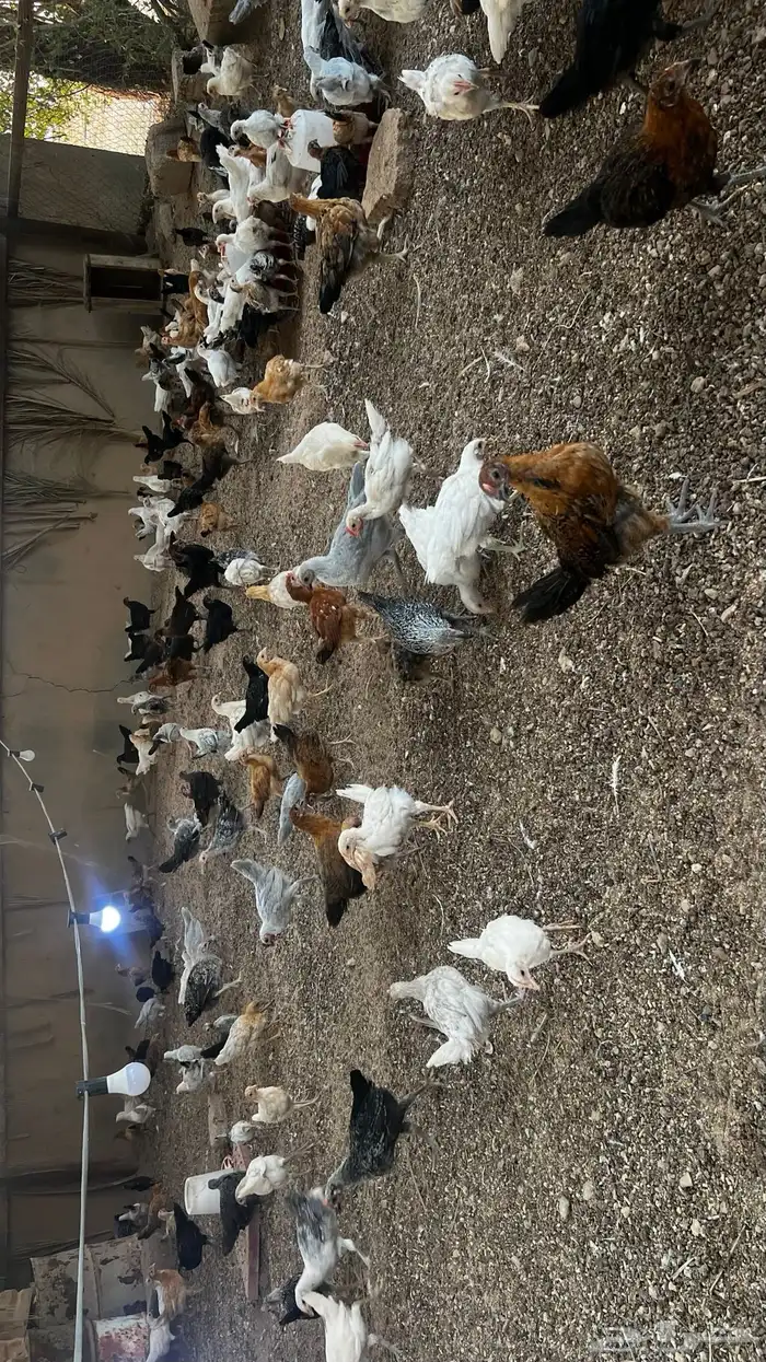 دجاج بلدي وفيومي 1
