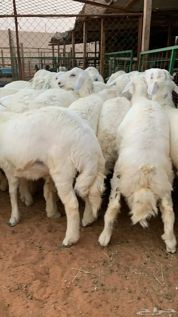 21 خروف حري صافي العمر فوق 6 اشهر 6