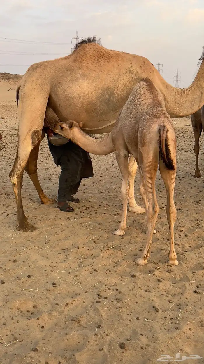 خلفه تحتها بكره حليبها سكر 1