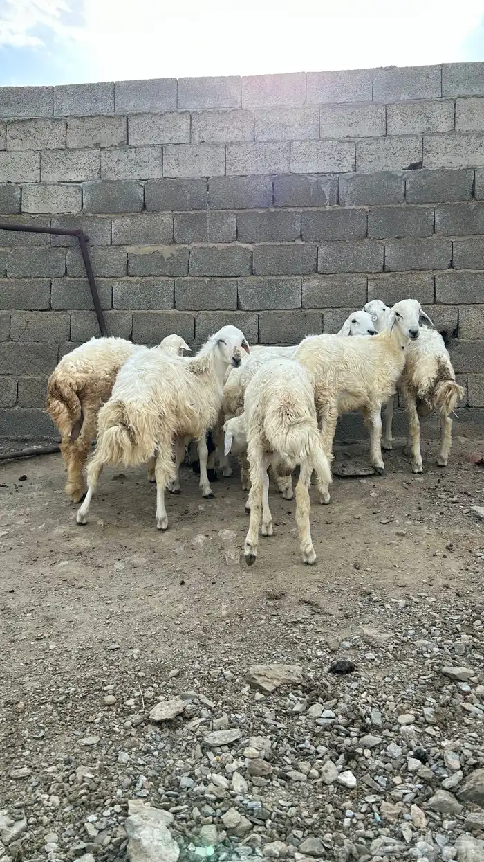 جذعان العدد 7. 8