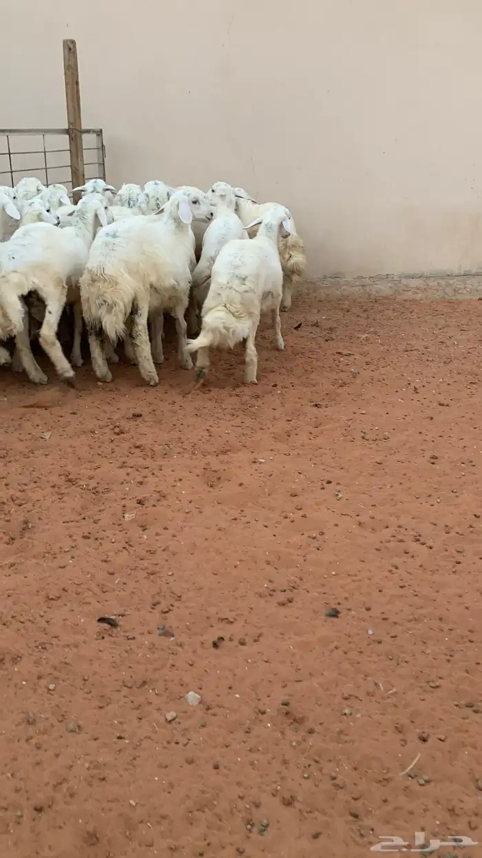 21 خروف حري صافي العمر فوق 6 اشهر 8