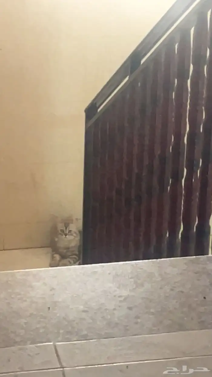 قطوة ضايعة 1